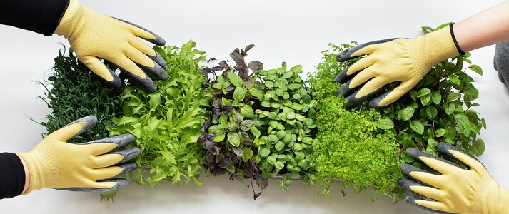 Zdjęcie przedstawia rzut z lotu ptaka na zbiór rosnących ziół.