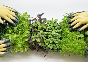 Zdjęcie przedstawia rzut z lotu ptaka na zbiór rosnących ziół.