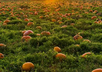 Zdjęcie przedstawia pole dyni