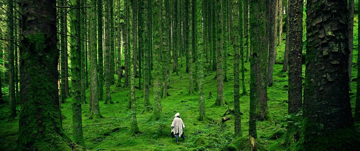 Zdjęcie przedstawia figurę ludzką w kadrze centralnym umiejscowioną, podążającą przez las, gdzie drzewa wysokie rzucają cień na żywot ludzki, dominując nad nim i wskazując jego miałkość w obliczu przytłaczającej potęgi.