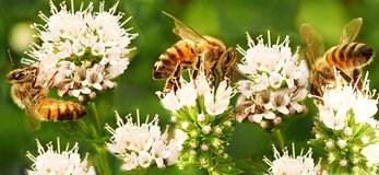 fot. pixabay.com
