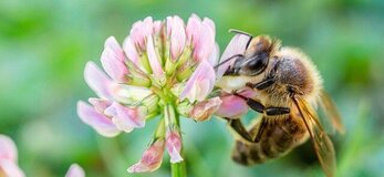 kwiat koniczyny z pszczołą