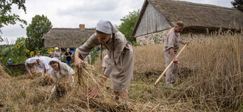 pole zboża i pracujący żniwiarze