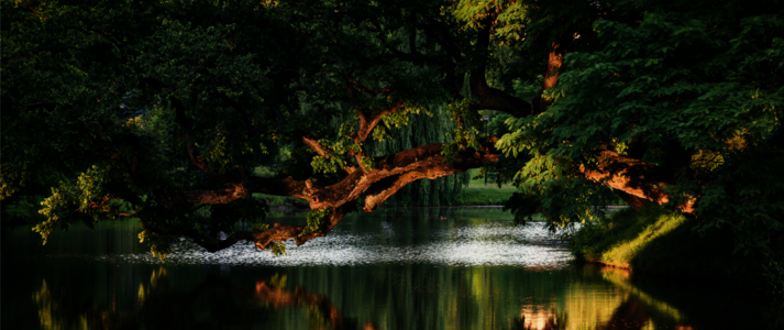 Krzywe Drzewo w ciągu dnia (Krzysztof Karpiński)