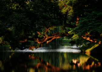 Krzywe Drzewo w ciągu dnia (Krzysztof Karpiński)