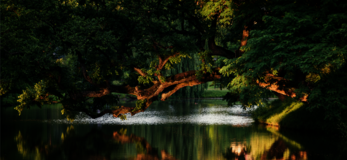 Krzywe Drzewo w ciągu dnia (Krzysztof Karpiński)